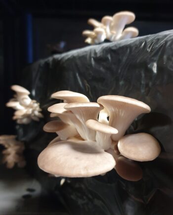 Pleurote