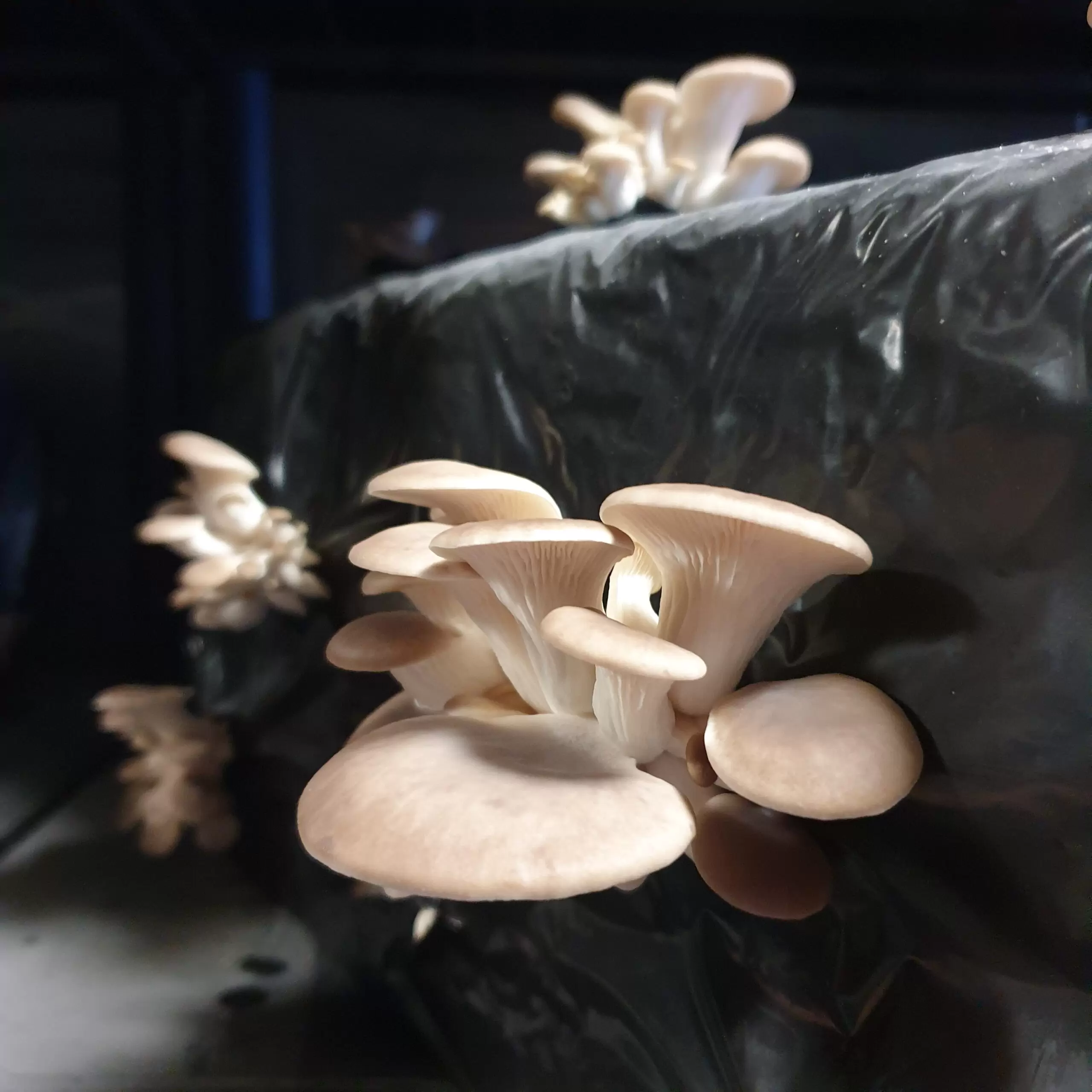 Pleurote