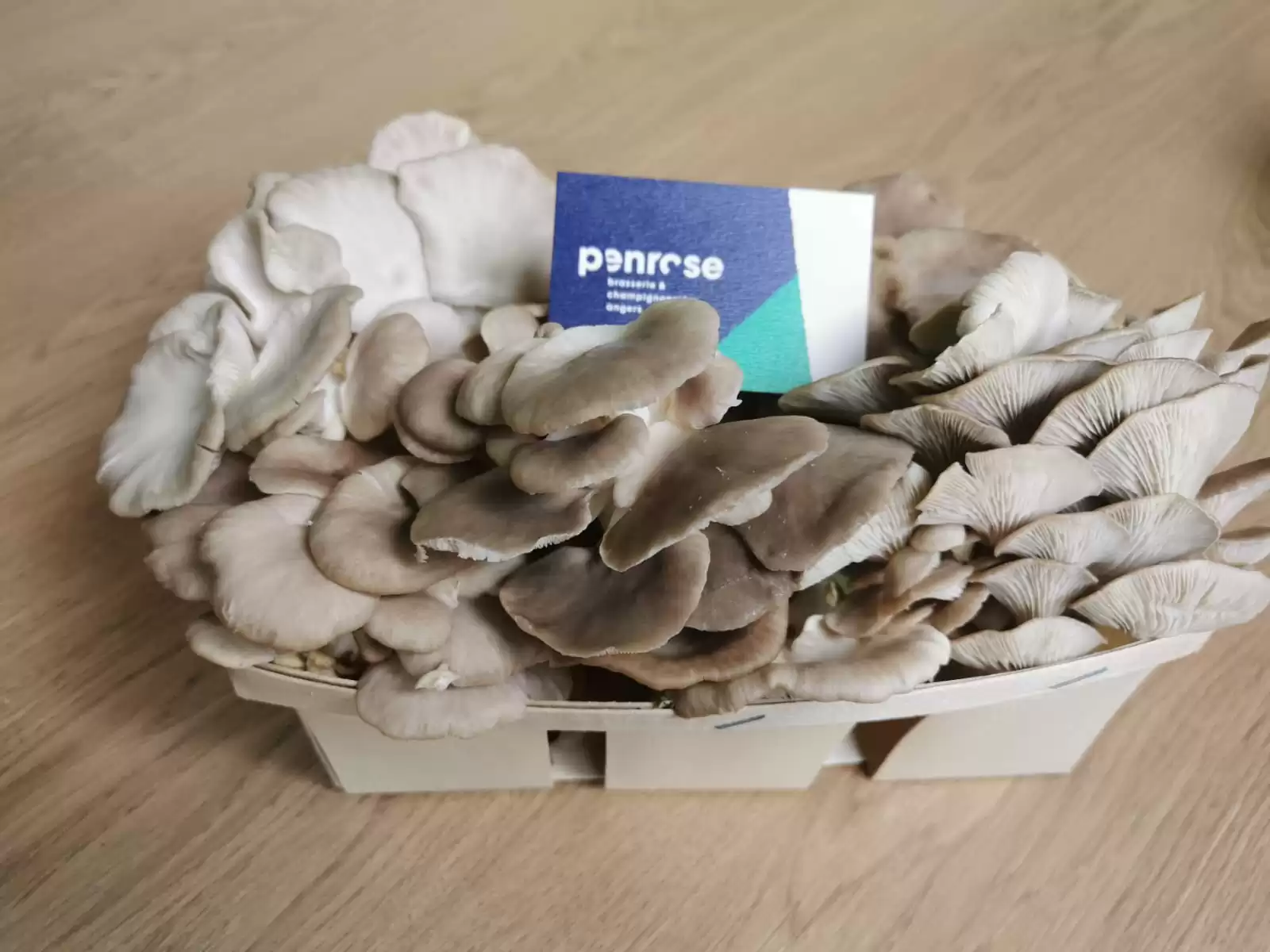 Pleurote